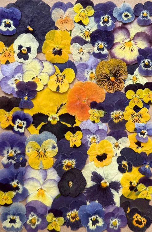 Dried pressed flowers - set with pensies~60 pcs.
