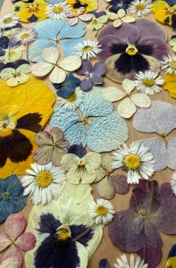 Pressed flowers - set with hydrangeas~60 pcs