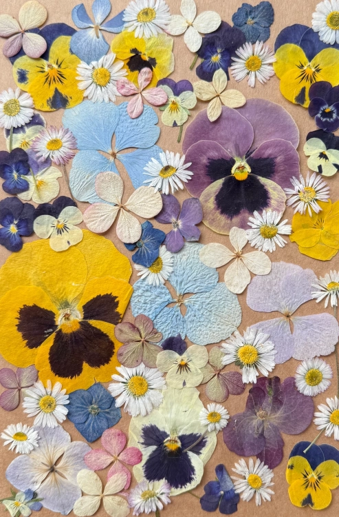 Pressed flowers - set with hydrangeas~60 pcs
