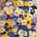 Suszone kwiaty prasowane - zestaw bratki i stokrotki ~50 szt.