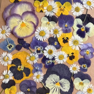 Getrocknete gepresste Blumen - Set mit Gänseblümchen ~30 Stück