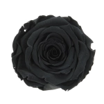Everlasting rose (preserved) black - large
