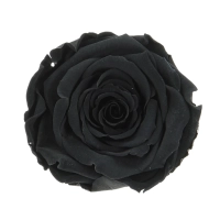 Everlasting rose (preserved) black - large