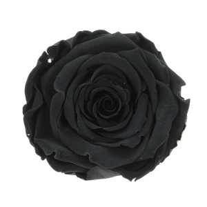 Everlasting roses (preserved) black - large - set 6 pcs