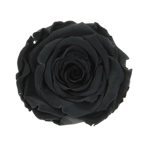 Everlasting roses (preserved) black - large - set 6 pcs