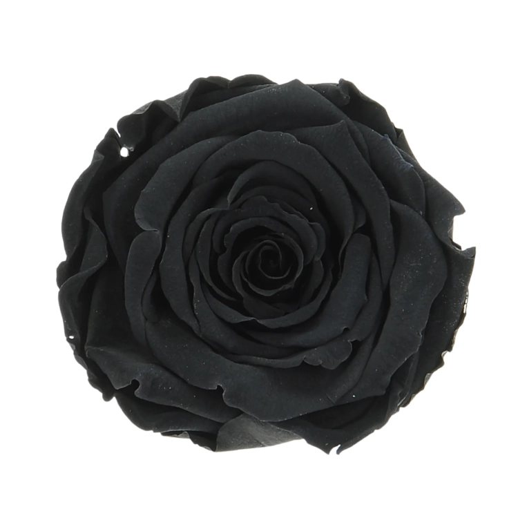 Everlasting roses (preserved) black - large - set 6 pcs