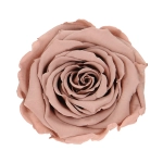 Everlasting rose (preserved) nude - large