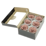 Everlasting roses (preserved) nude - large - set 6 pcs