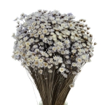 Glixia, lavendel - Strauß ~350 Stk. - Trockenblumen