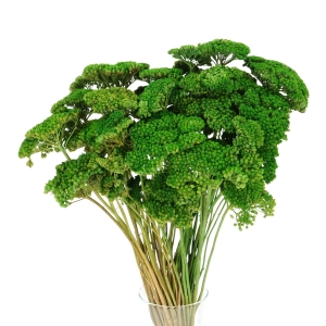 Suszony krwawnik (Achillea) zielony - bukiet - suszone kwiaty