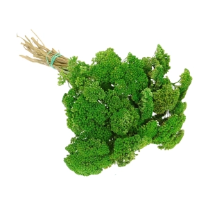 Suszony krwawnik (Achillea) zielony - bukiet - suszone kwiaty