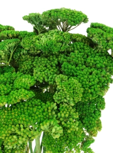 Suszony krwawnik (Achillea) zielony - bukiet - suszone kwiaty