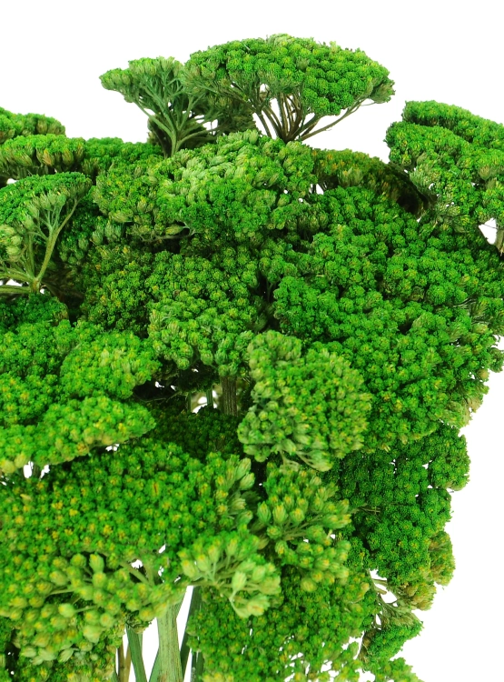 Suszony krwawnik (Achillea) zielony - bukiet - suszone kwiaty