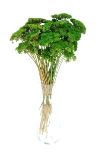 Suszony krwawnik (Achillea) zielony - bukiet - suszone kwiaty