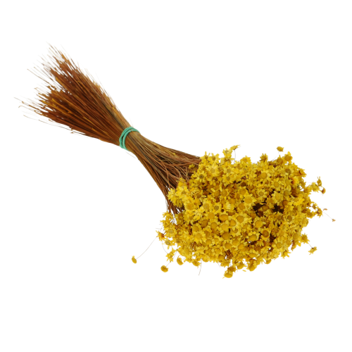 Suszona gliksja żółta OUTLET