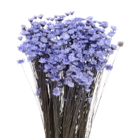 Dried lavender Glixia - bunch - dried flowers