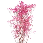 Preserved fuchsia Gypsophila - bunch - dried flowers 