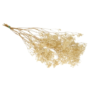 Preserved natural white Gypsophila - bunch - dried flowers