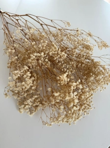 Preserved natural white Gypsophila - bunch - dried flowers