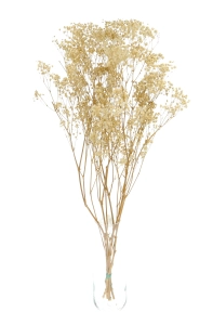 Preserved natural white Gypsophila - bunch - dried flowers
