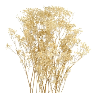 Preserved natural white Gypsophila - bunch - dried flowers