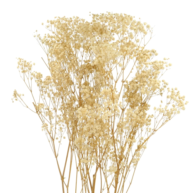 Preserved natural white Gypsophila - bunch - dried flowers
