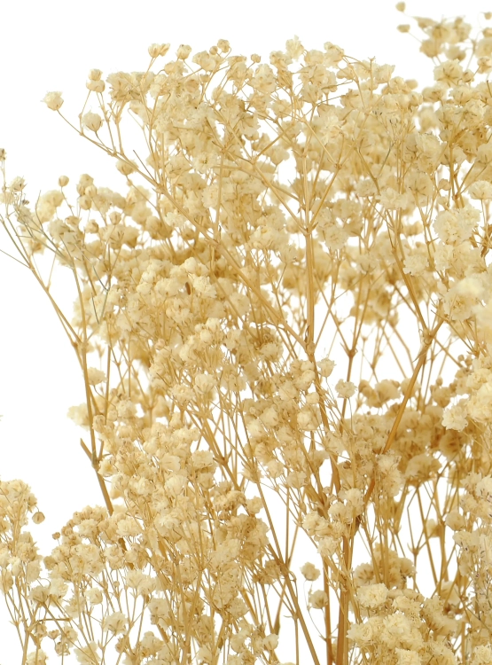 Preserved natural white Gypsophila - bunch - dried flowers