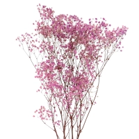 Preserved purple Gypsophila - bunch - dried flowers 