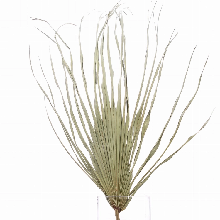 Getrocknetes Palmblatt natur 50-70 cm