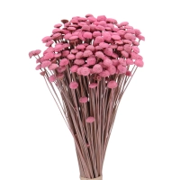 Dried pink Botao (Amarelino) - bunch ~100 stems 