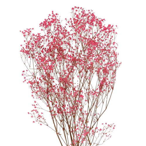 Preserved dark pink Gypsophila - bunch - dried flowers 