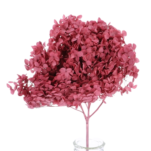 Preserved purple Hydrangea
