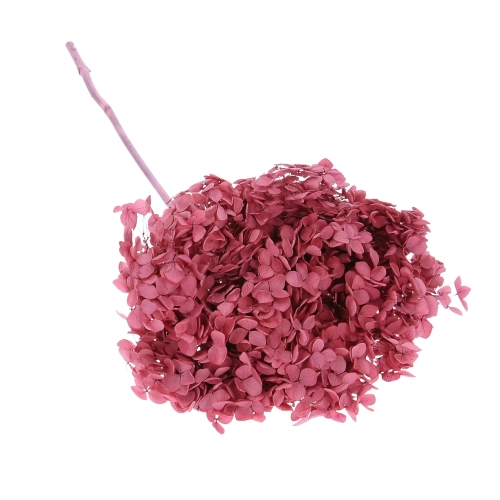 Preserved purple Hydrangea