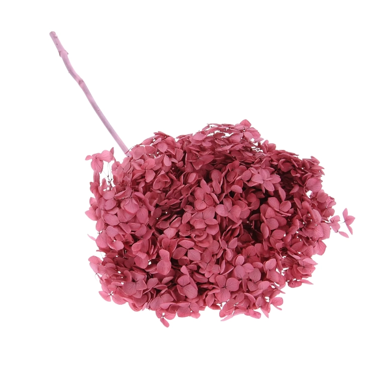 Preserved purple Hydrangea