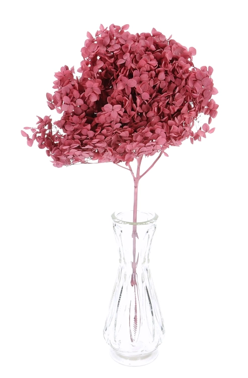 Preserved purple Hydrangea