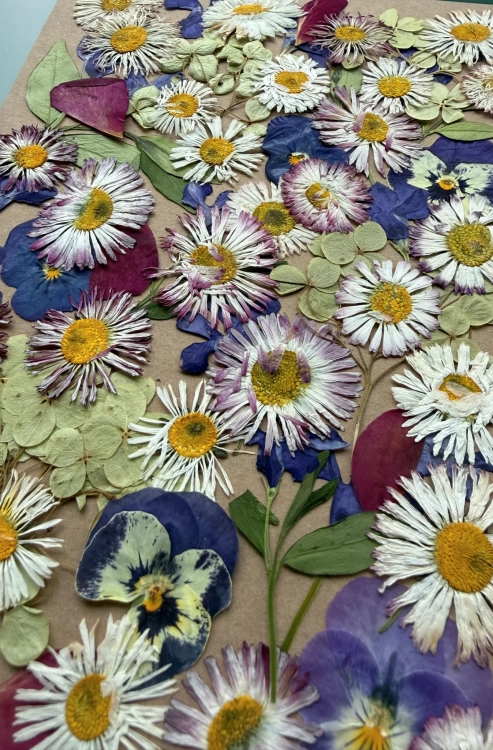 Pressed flowers - set with daisies ~50 pcs