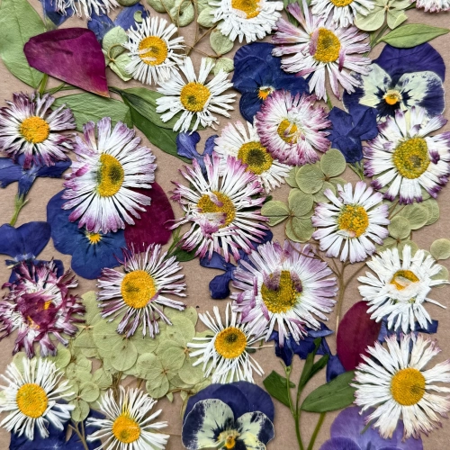 Pressed flowers - set with daisies ~50 pcs