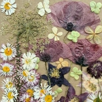 Pressed flowers - set with poppies ~40 pcs