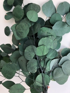 Stabilizowany eukaliptus populus zielony OUTLET
