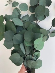 Stabilizowany eukaliptus populus zielony OUTLET