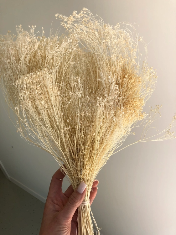 Suszony broom bloom biały OUTLET