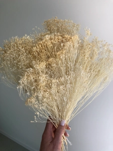 Suszony broom bloom biały OUTLET