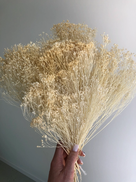 Suszony-broom-bloom-bialy-OUTLET (2).webp