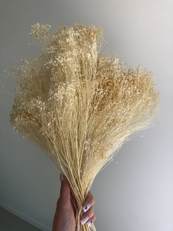 Suszony broom bloom biały OUTLET
