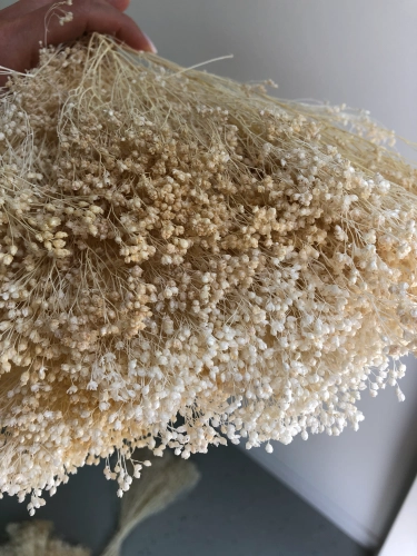 Suszony-broom-bloom-bialy-OUTLET (6).webp