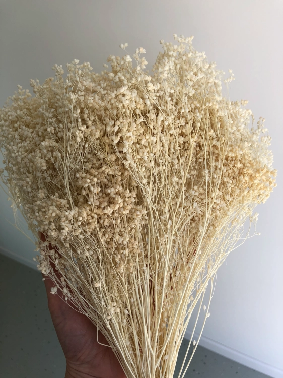 Suszony-broom-bloom-bialy-OUTLET (7).webp