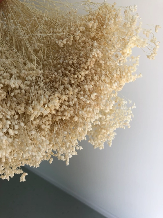 Suszony-broom-bloom-bialy-OUTLET (8).webp