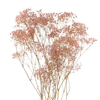 Preserved pink Gypsophila - bunch - dried flowers 