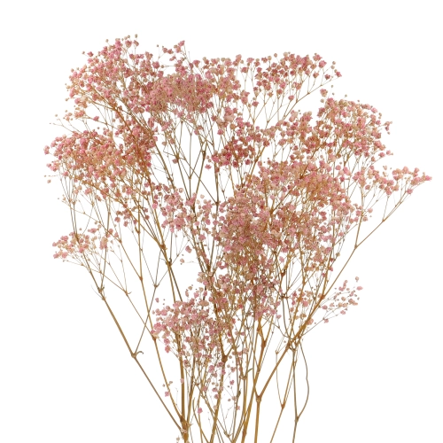 Preserved pink Gypsophila - bunch - dried flowers 