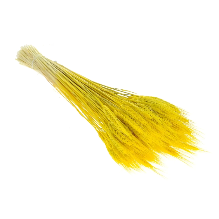 Dried yellow triticale - dried grain ~60 pcs